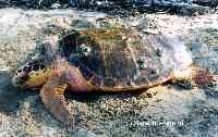 Caretta-Caretta.jpg